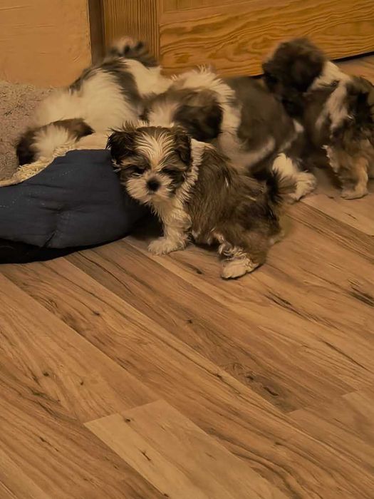 Sprzedam ślicznego pieska SHIH TZU