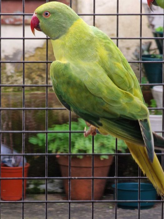 Ring necks de 2024 e de 2025