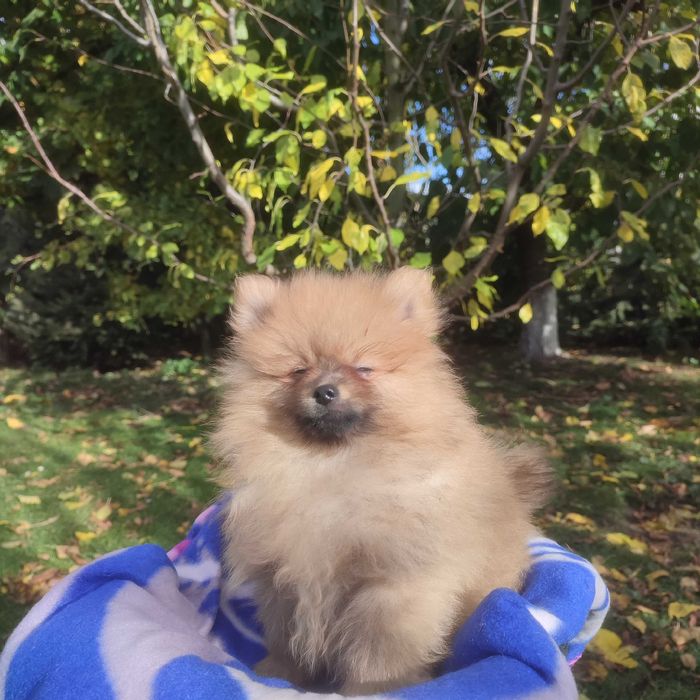 Wzorcowy Mały Szpic rodzice FCI