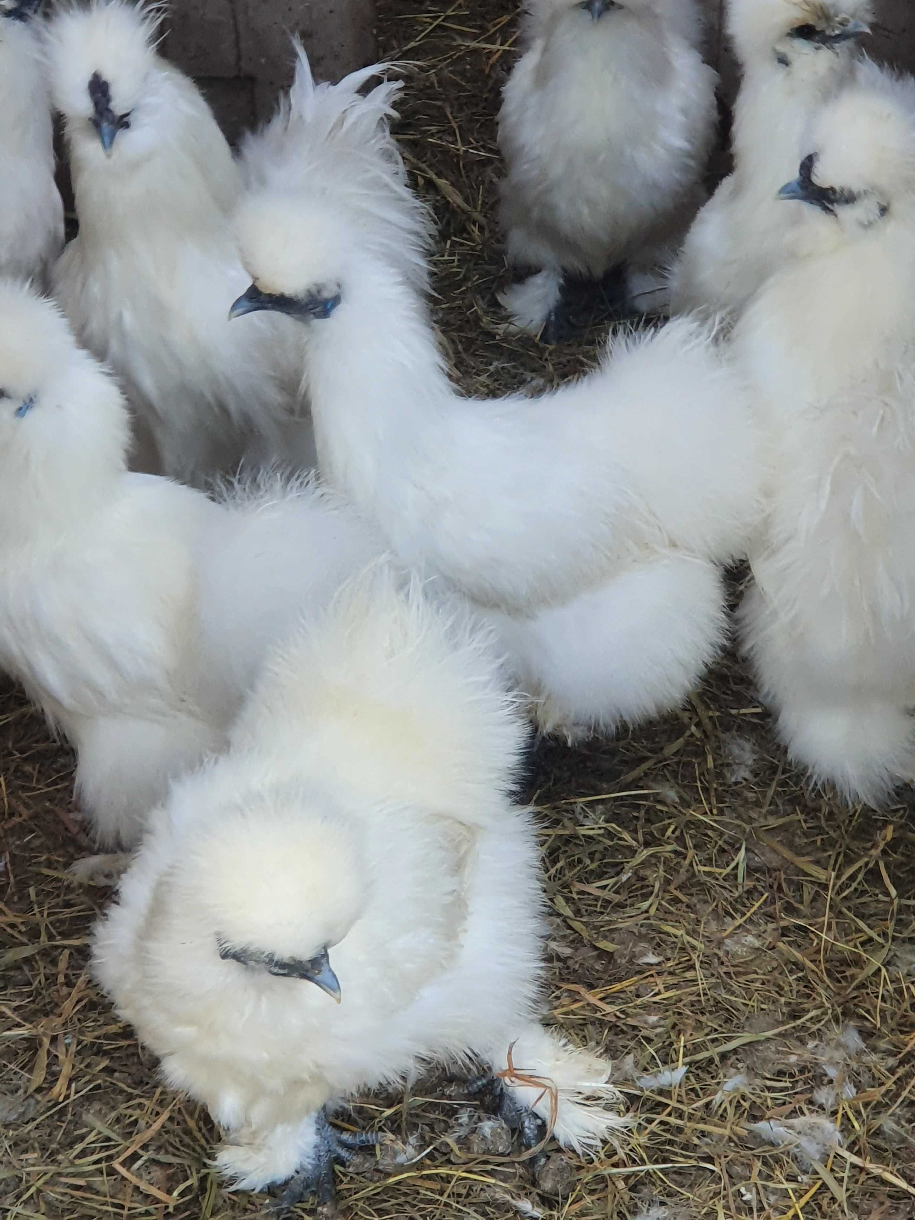 jaja lęgowe Silka,Totenko,Appenzeller