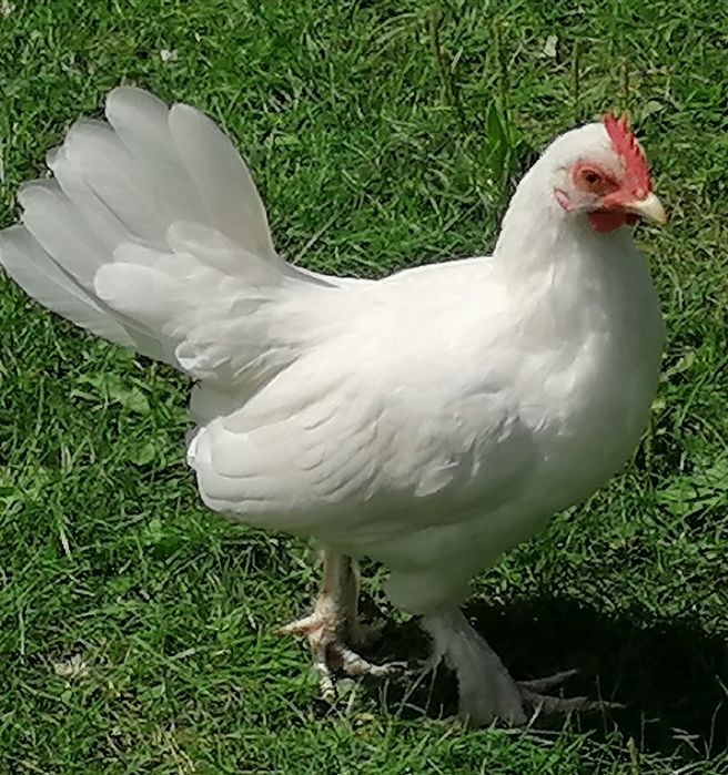 Kogutyi liliputki mlode