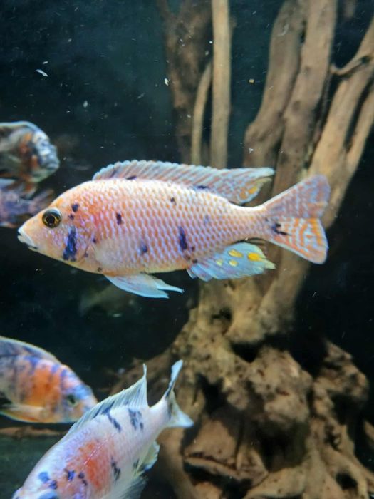 Sprzedam Aulonacary Calico