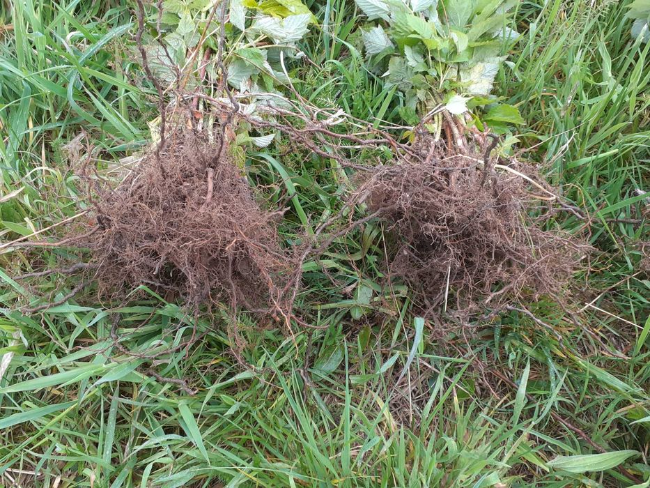 Świeżo kopane sadzonki malin letnich i jesiennych