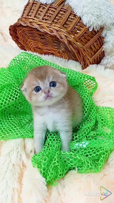 Две шикарные вислоухие девочки золотые шиншиллы