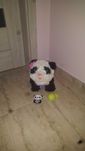 panda furreal friends interaktywna zabawka