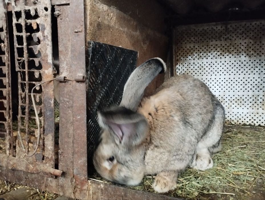 Продам кроликов фландеров и мясо кроликов,220 грн килограмм