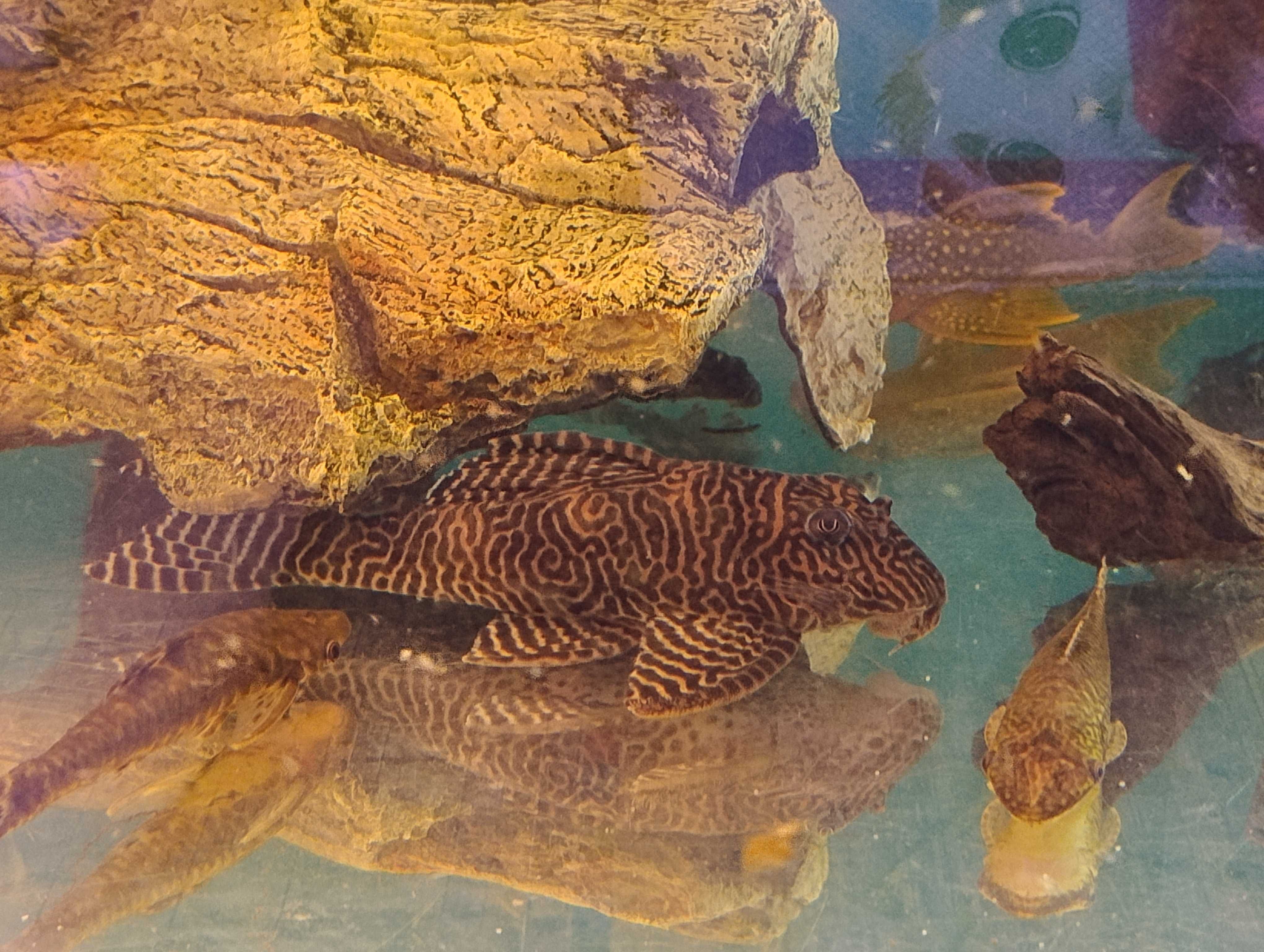 Zbrojnik L-066 Hypancistrus sp. King Tiger Pleco duże