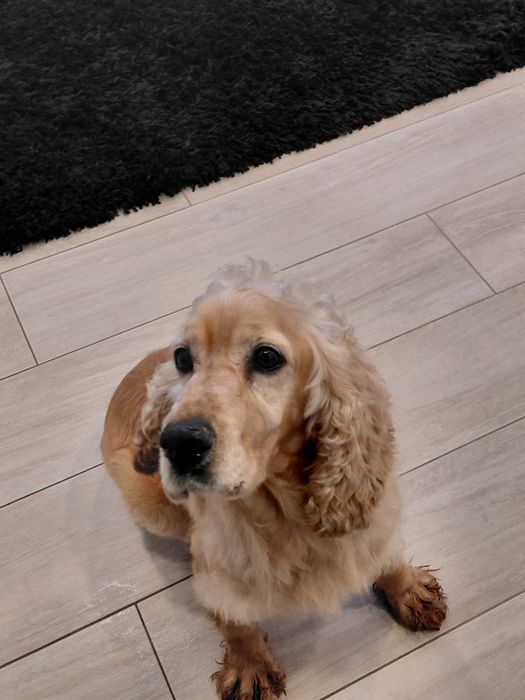 Mel- Cadela cruzada de cocker para adoção responsável