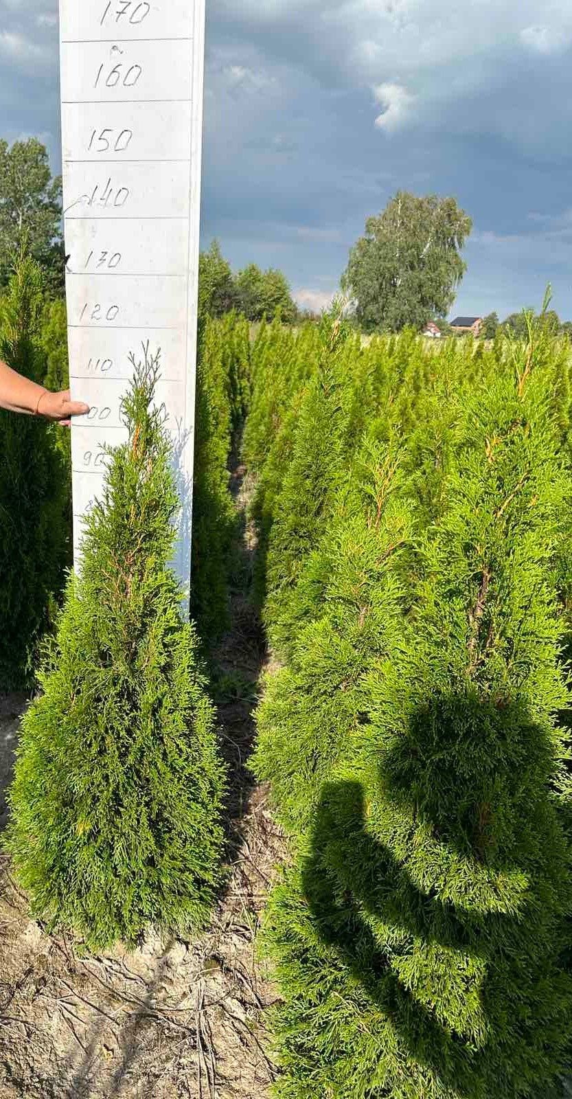 Туя смарагд  115см. Розпродаж