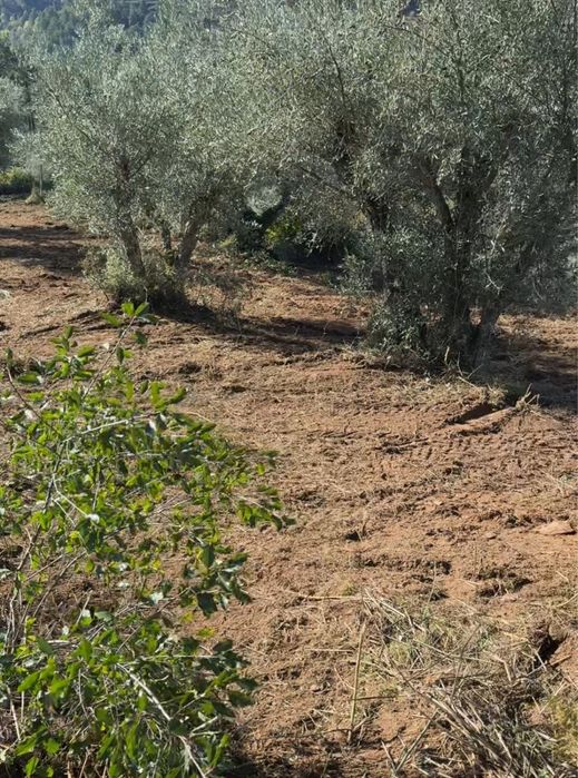 Terreno Murça 5100m