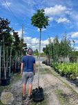 Acer platanoides Globosum, Klon pospolity, obwód 6-8,8-10cm,Pień2-2,2m