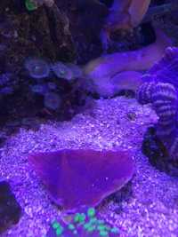 Montipora talerzowa- akwarium morskie