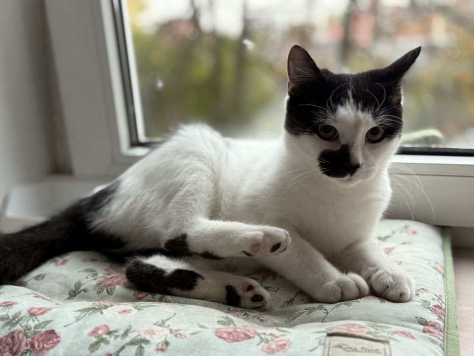 Котик в добрі руки