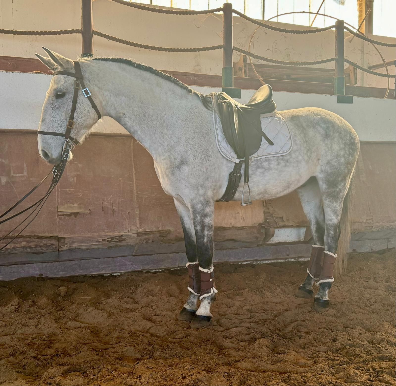 Cavalo   lusitano