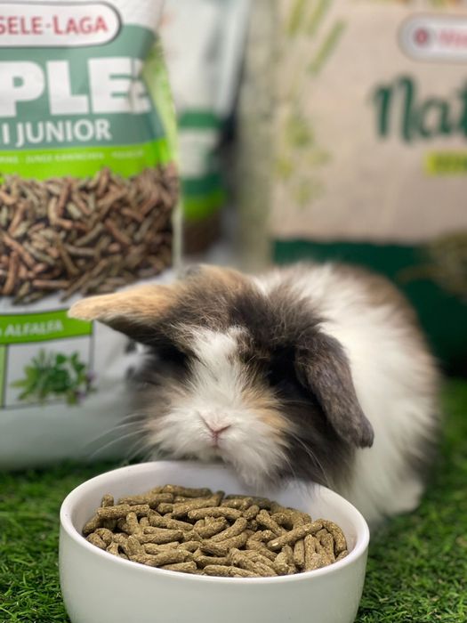 Coelhos anões - KIT DISPONIVEL LOJA