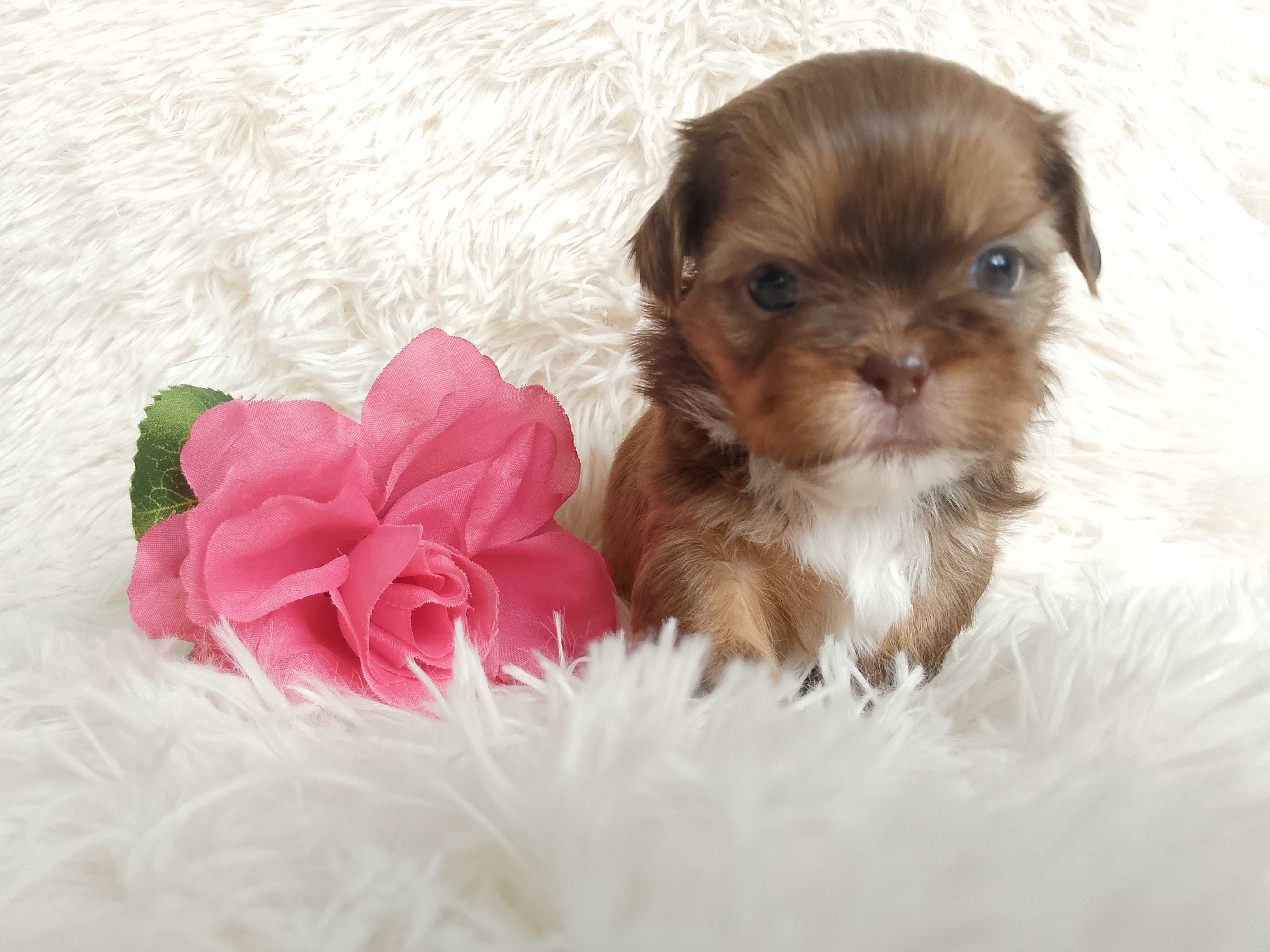 Przepiękna suczka rasy Shih-Tzu szuka domku
