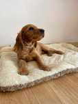 Cocker Spaniel Angielski