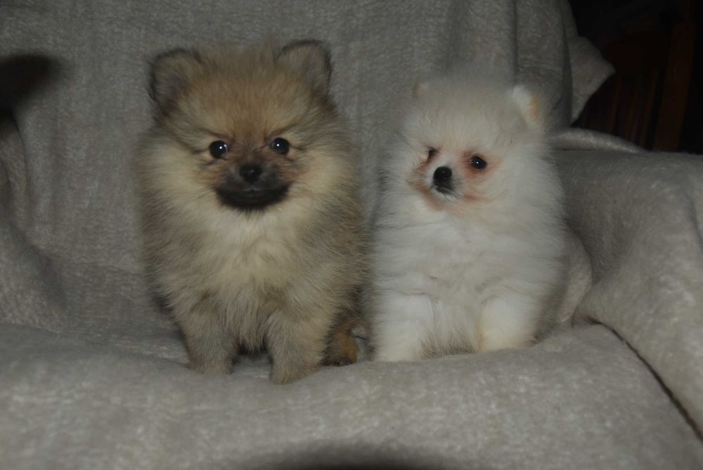 szpic miniaturowy pomeranian