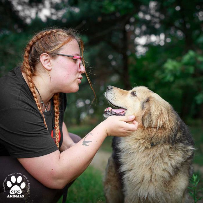 Kudłaty Pilot - cudowny pies do adopcji!