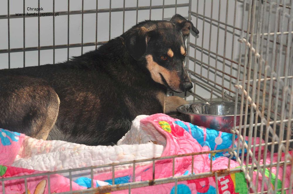 Chrapek - szuka kochającego domku