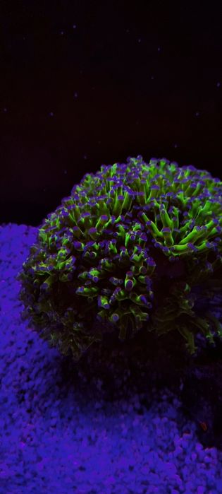 Coral Euphyllia paradivisa