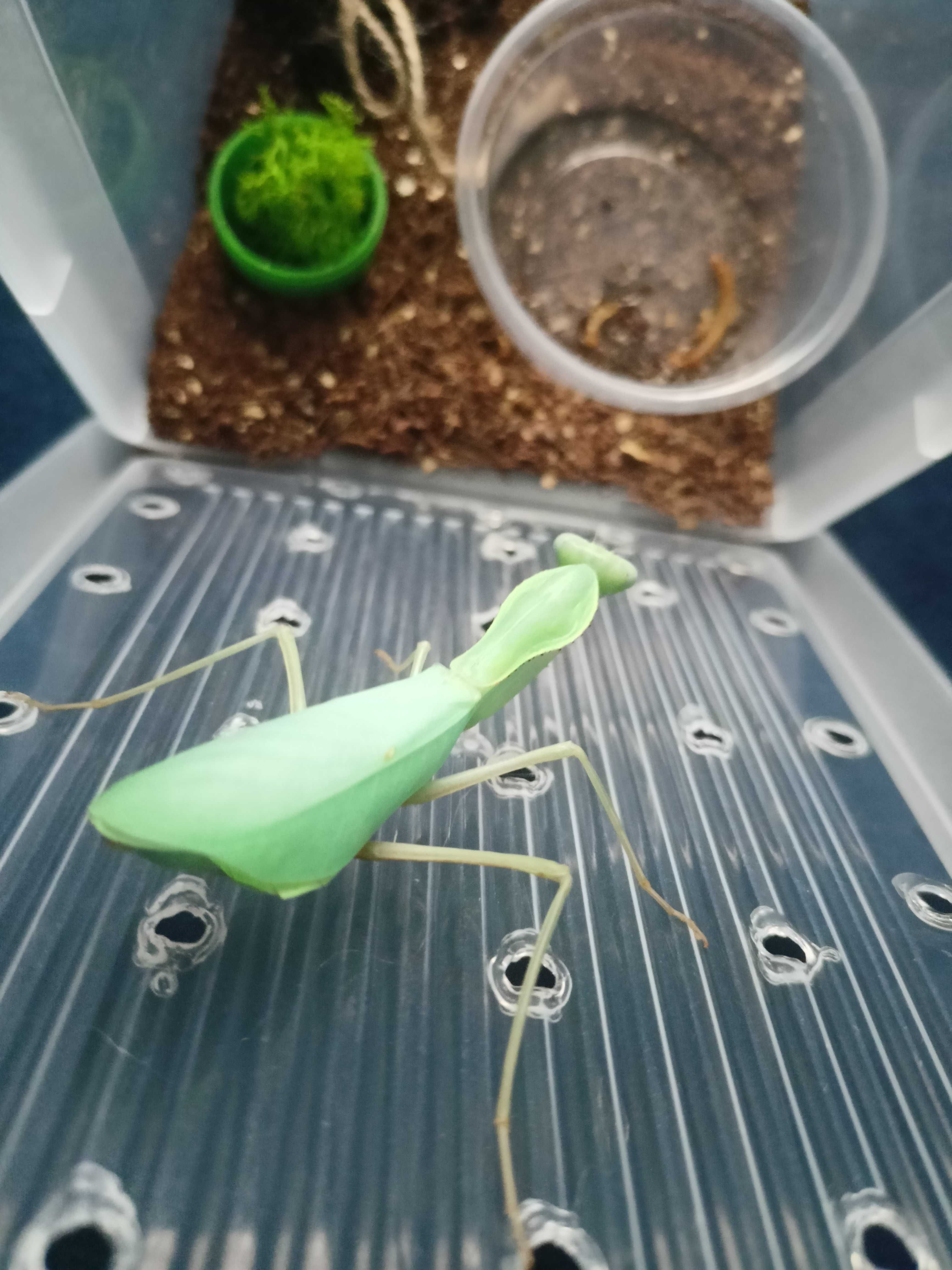 Modliszka gwinejska imago Sphodromantis viridis