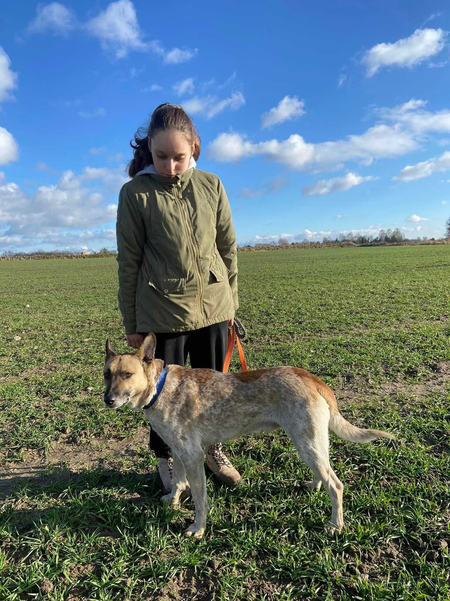 Marmurek - nastawiony na pracę z człowiekiem psiak do adopcji.