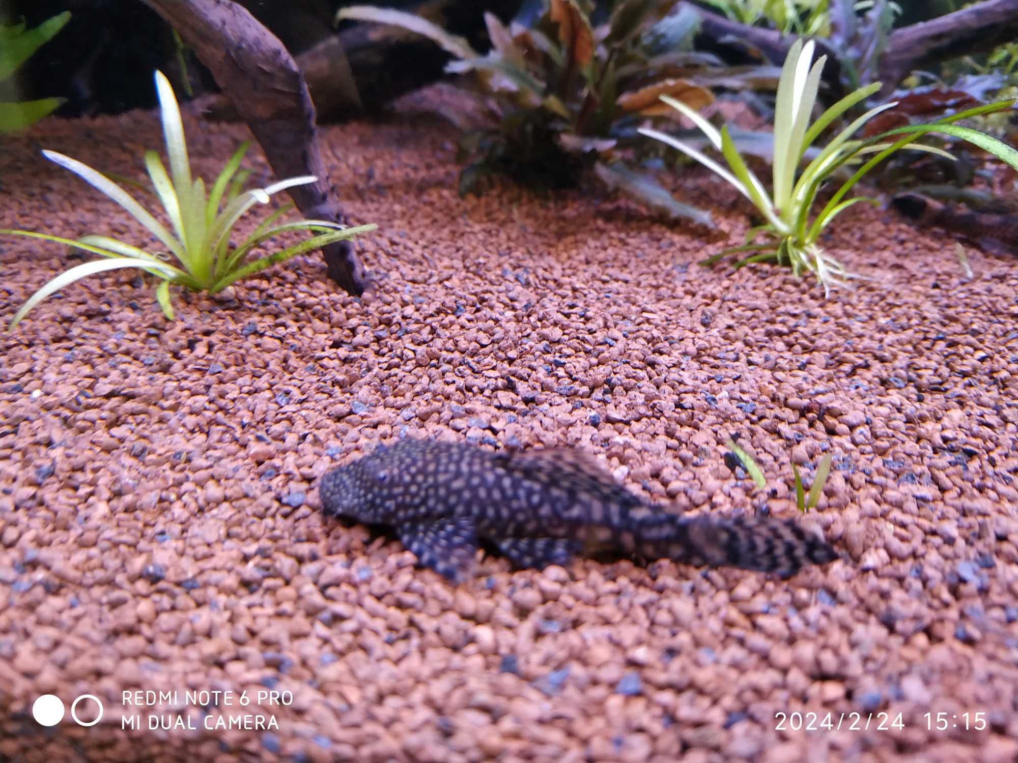 Vendo/troco camarões, plantas, peixes, substrato, aquários