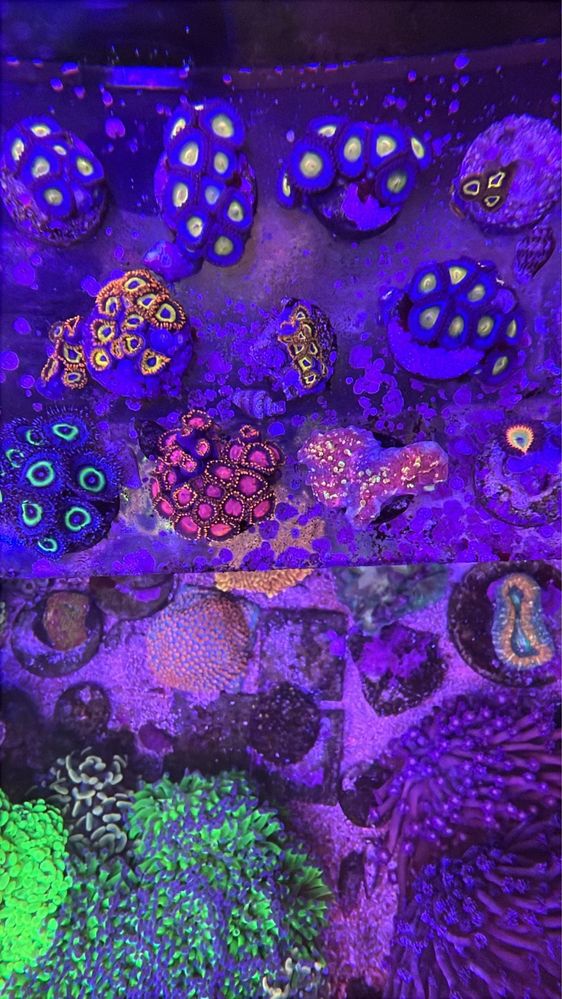 Corais / Frags para aquario de agua salgada