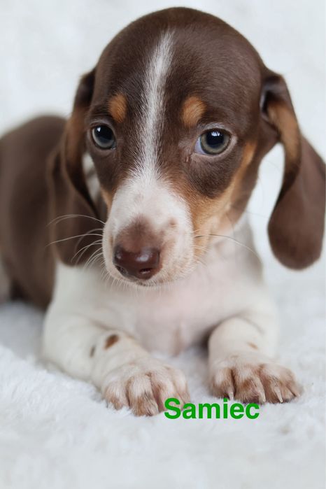 Szczeniak jamnik piebald/ nie merle