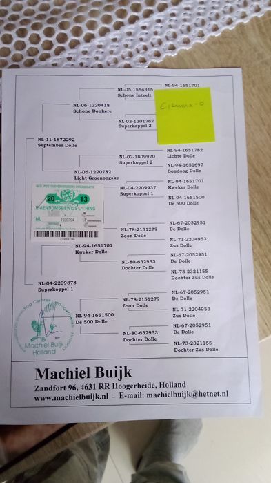 Golebie pocztowe