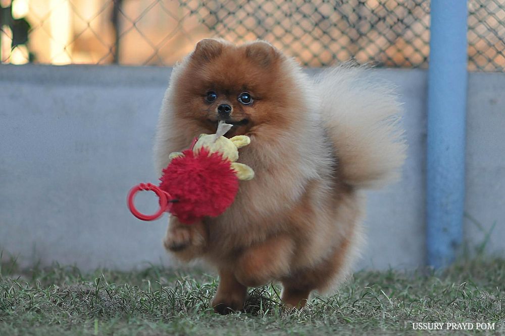 Гарна дівчинка Уссурі