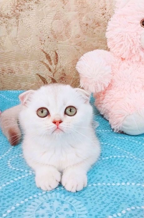 Шикарная малышка вислоушка серебристая шоколадная шиншилла