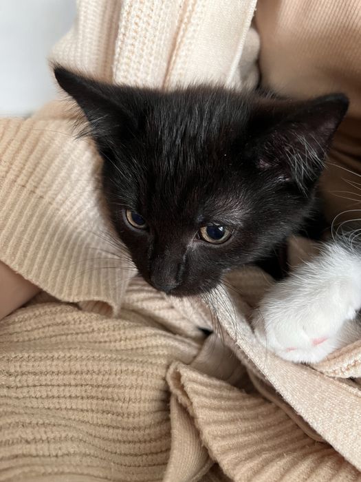 Неймовірні кошенята 3міс хлопці