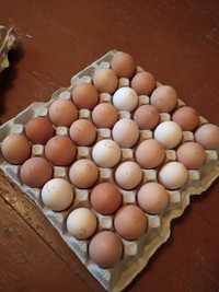 Доминант множество окрасов, яйца инкубационные, несушка, мясо-яичные