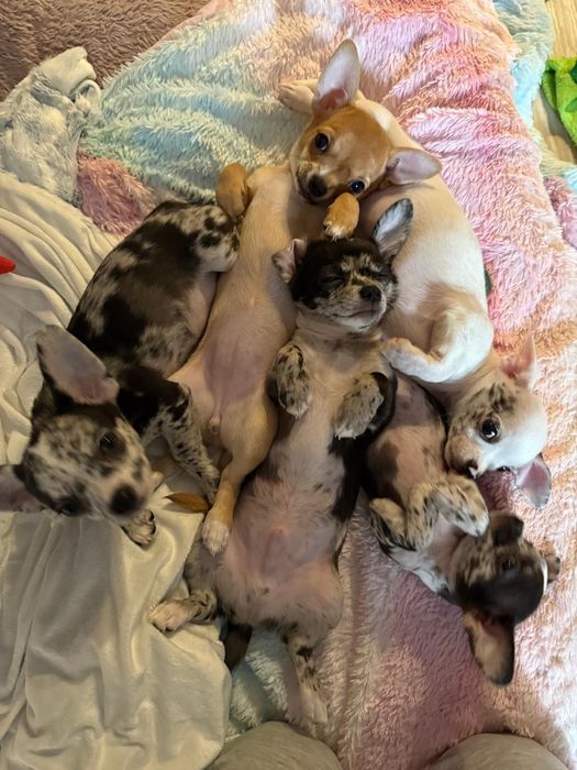 Piesek chichuahua krótkowłosy