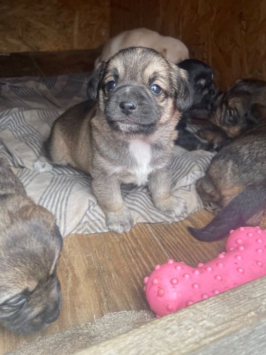 Oddam suczki w dobre ręce