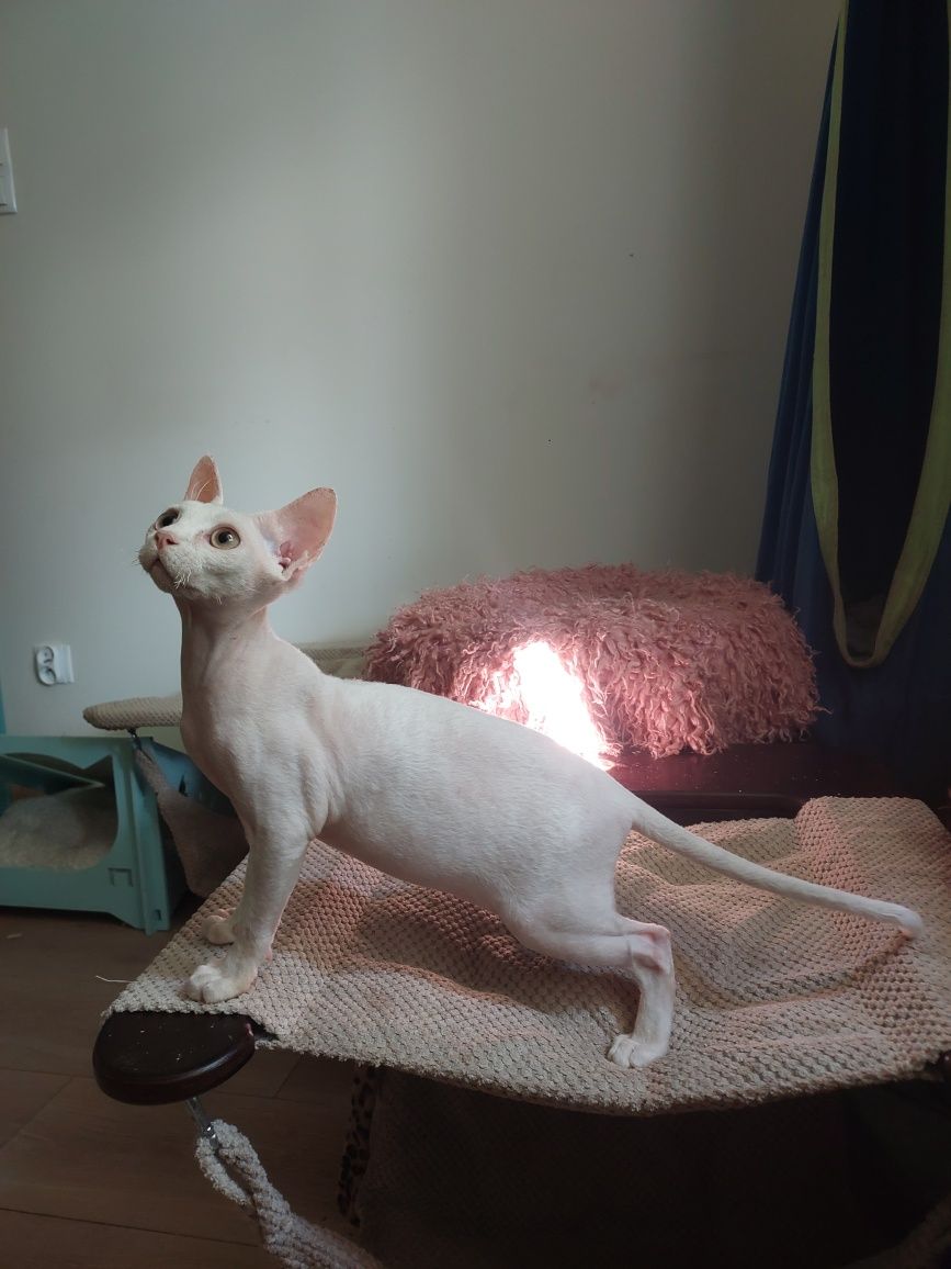 Devon rex cudowny kociak