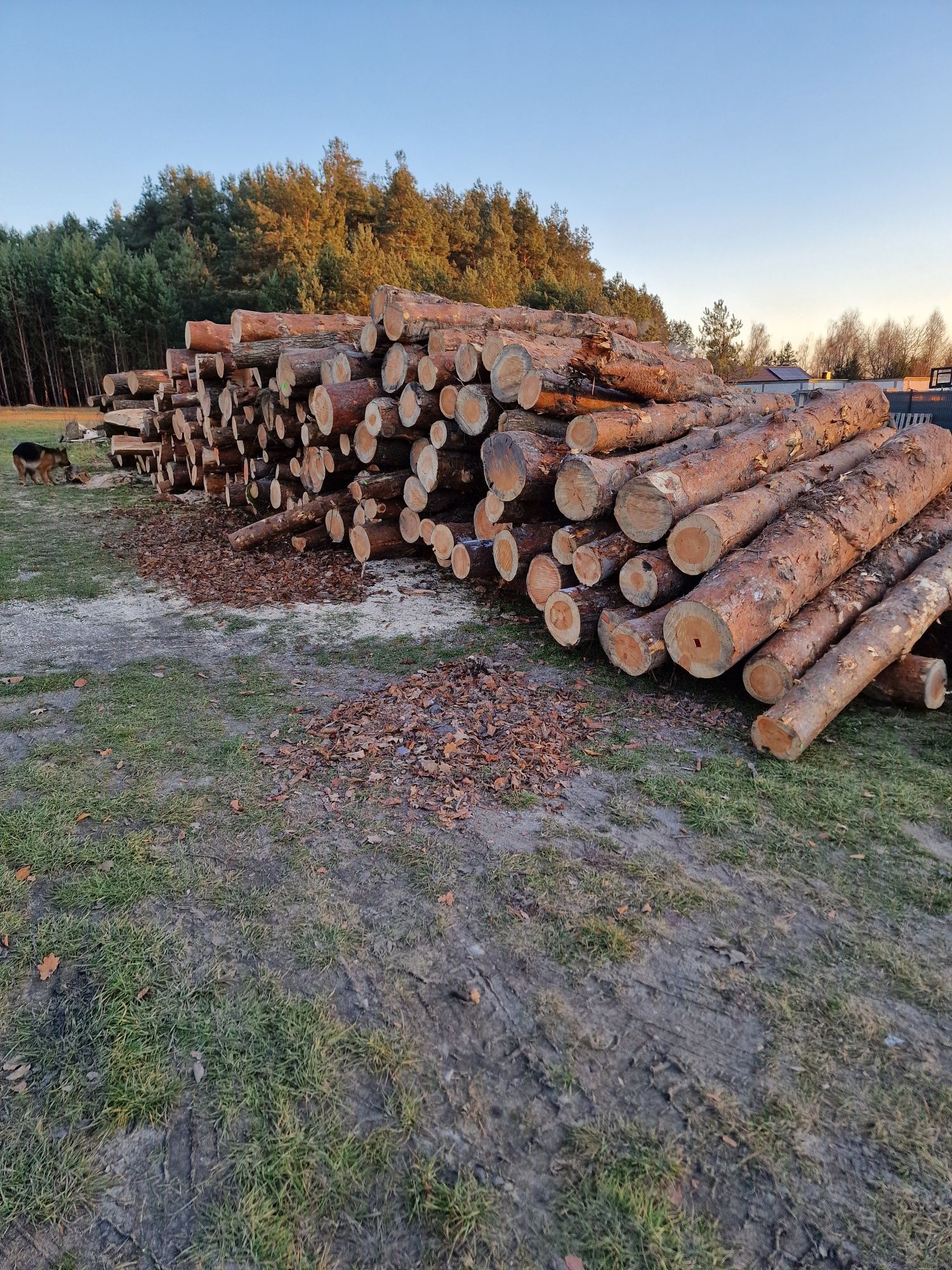 Sprzedam drewno opałowe kominkowe PROMOCJA transport gratis