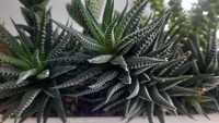 Хавортия жемчужная (Haworthia margaritifera)