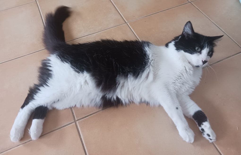 Gato de pelo médio procura família, adoção