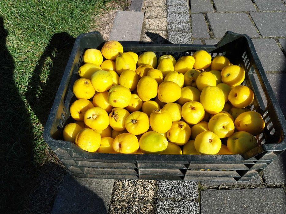 2 soki z pigwowca japońskiego ( 6 litrów )