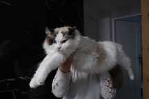 Kocurek Ragdoll z rodowodem