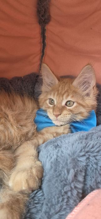 REZERWACJA  Świąteczny słodziak Dorian