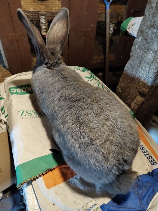 Olbrzym belgijski NIEBIESKI