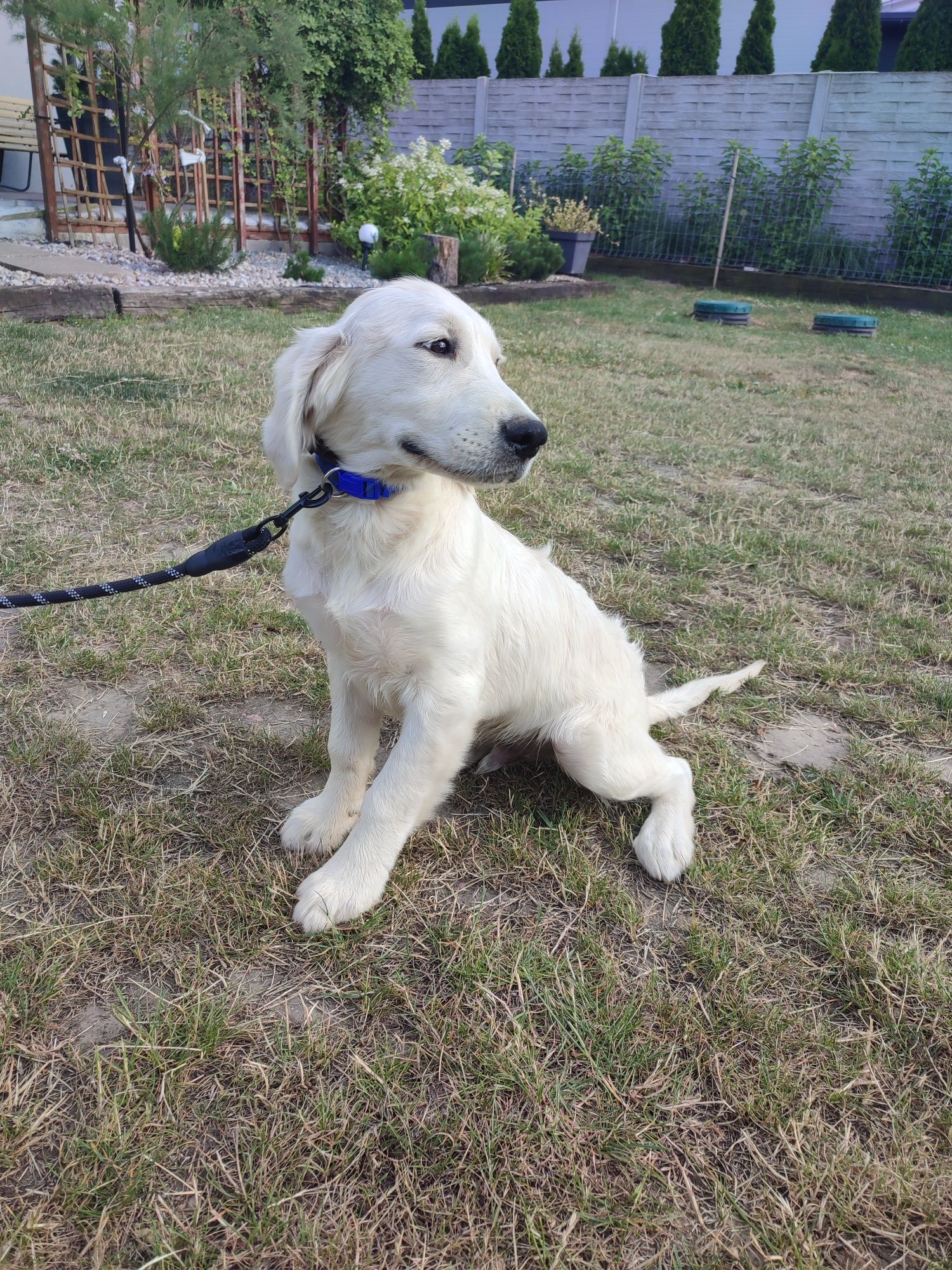 Golden retriever