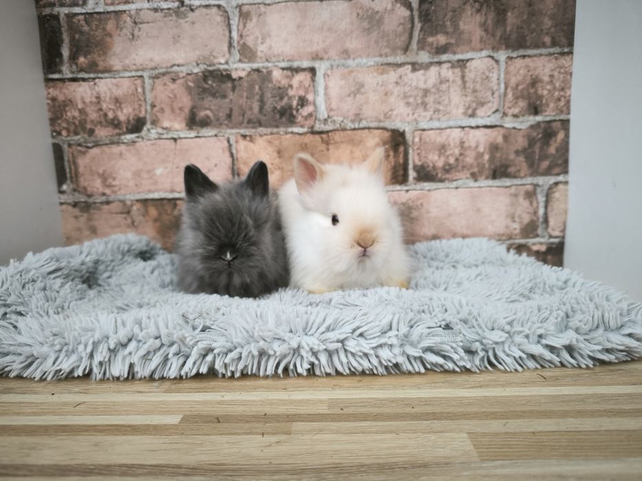 Króliczki rasy Karzełek Teddy mini króliki metryka
