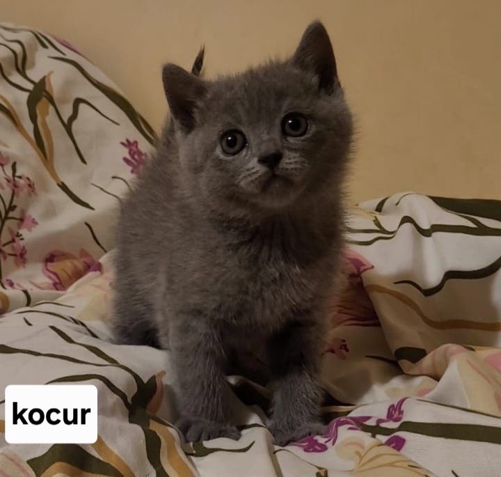 Kot brytyjski kociak