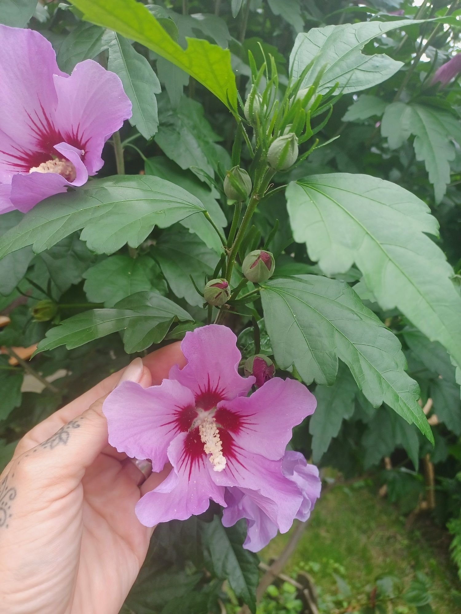 Hibiskus ketmia chińska róża sadzonki sadzonka hibiskusa