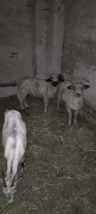 Kozy, owca i baran